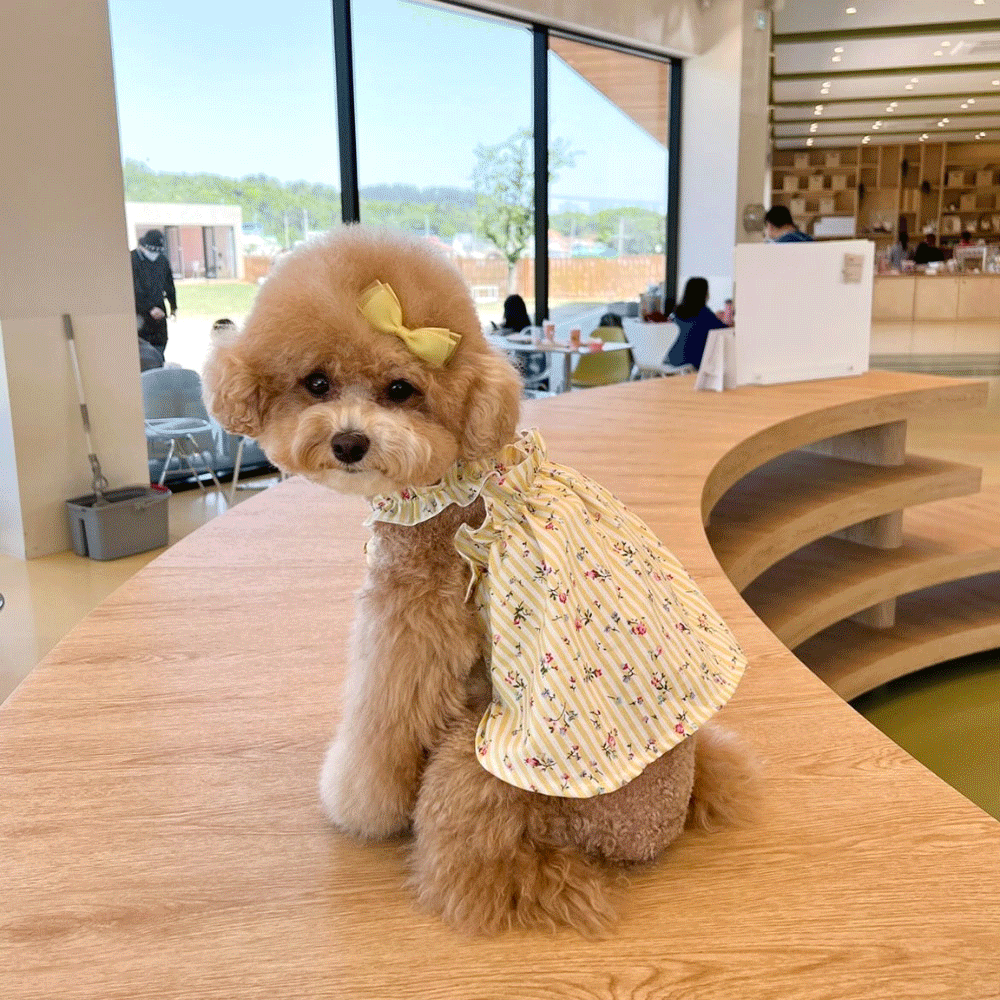 강아지스트라이프원피스,강아지여름옷